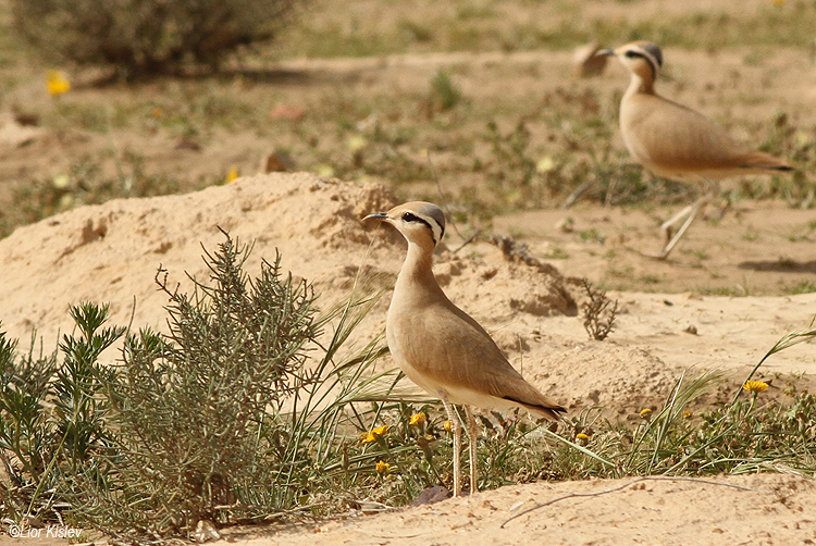 Cream-coloured Courser Cursorius cursor   ,Nitzana ,March  2014. Lior Kislev